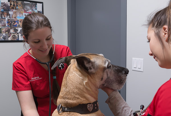 Animal Emergency Clinic - 24 hour emergency veterinarian