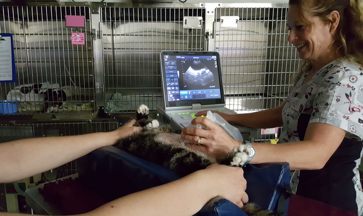 feline ultrasound
